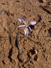 Moraea elliotii