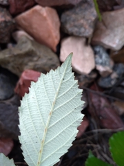 Rubus procerus