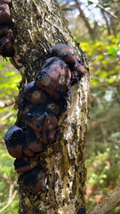 Daldinia concentrica