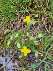 Hypericum tetrapetalum