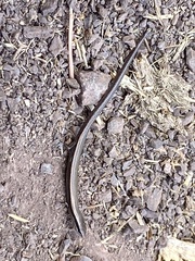 Ablepharus kitaibelii