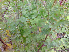 Thalictrum minus
