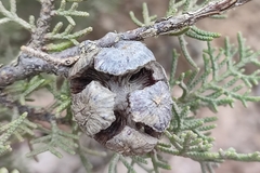 Cupressus sempervirens