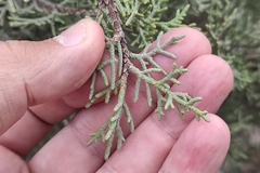 Cupressus sempervirens