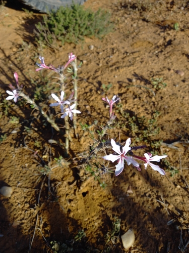 Pachypodium succulentum