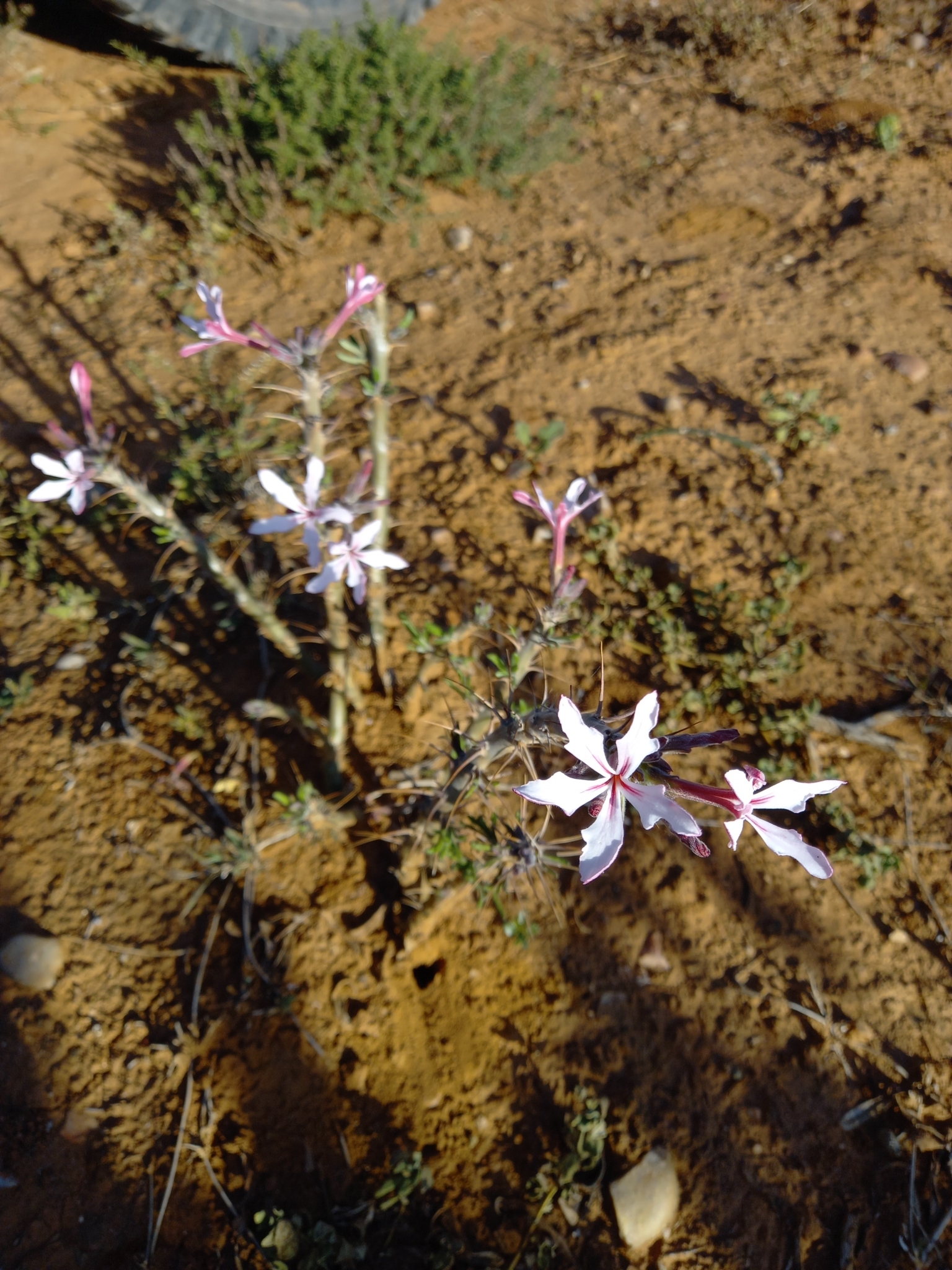 Pachypodium succulentum