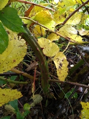 Rubus procerus