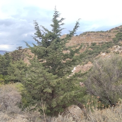 Cupressus sempervirens