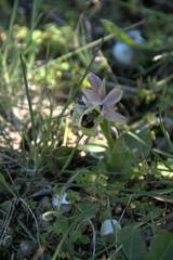 Ophrys