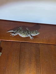 Chondrodactylus turneri