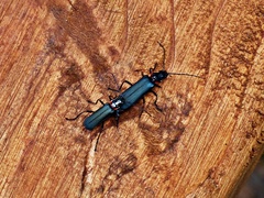 Chauliognathus magellanicus