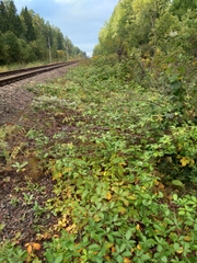 Rubus procerus