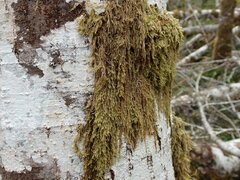 Hypnum circinale