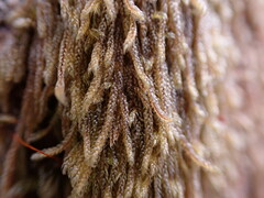 Hypnum circinale