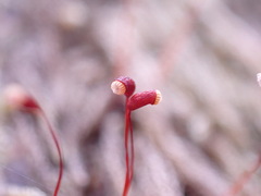 Hypnum circinale