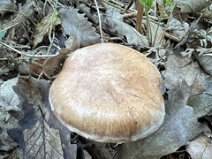 Leucocortinarius bulbiger