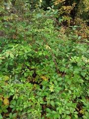 Rubus procerus
