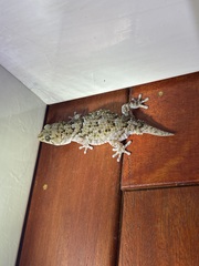 Chondrodactylus turneri