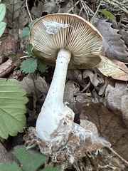 Leucocortinarius bulbiger