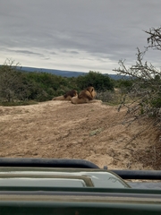 Panthera leo melanochaita