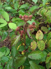 Rubus procerus