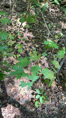 Acer floridanum