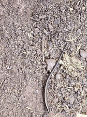 Ablepharus kitaibelii