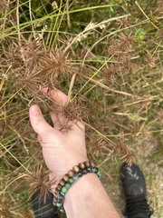Cyperus compressus