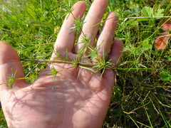 Galium verum