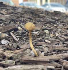 Conocybe tenera