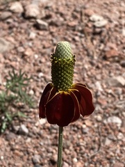 Ratibida columnifera