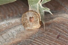 Amphibolips quercusostensackenii
