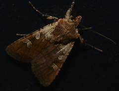 Euxoa basalis