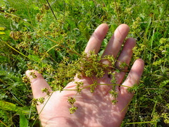 Galium verum