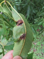 Phylloxera notabilis