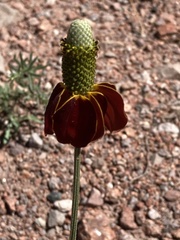 Ratibida columnifera