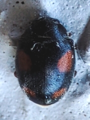 Coccinellidae