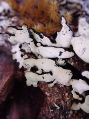 Hypogymnia enteromorpha