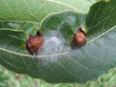 Phylloxera notabilis