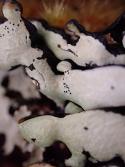 Hypogymnia enteromorpha