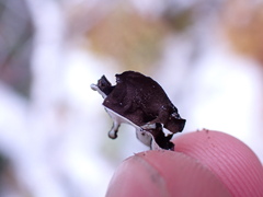 Hypogymnia enteromorpha