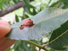 Phylloxera notabilis