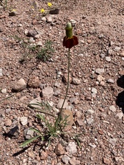 Ratibida columnifera