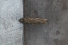 Phycitodes reliquellum