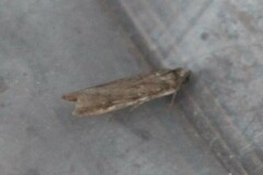 Phycitodes reliquellum