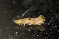 Bucculatrix coronatella