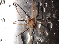 Loxosceles rufescens