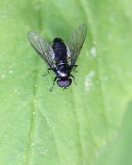 Syrphidae