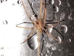 Loxosceles rufescens