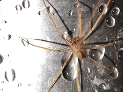 Loxosceles rufescens